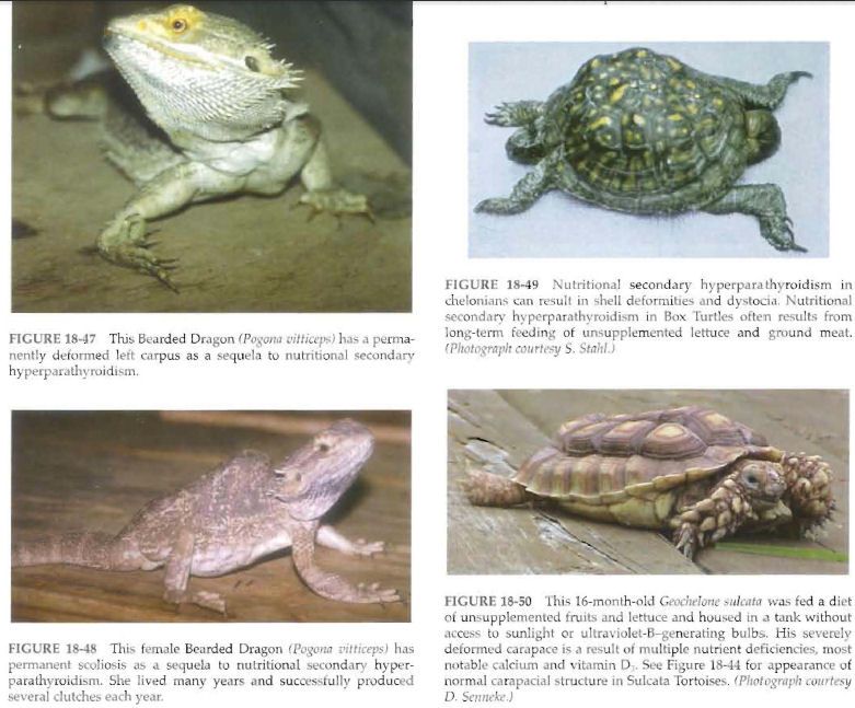 Reptile Nutritional Disorders Our Reptile Forum